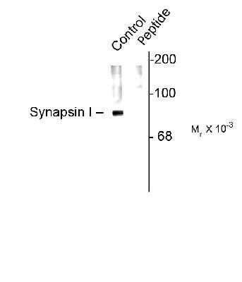 Western Blot: Synapsin I [p Ser62, p Ser67] Antibody [NB300-745]